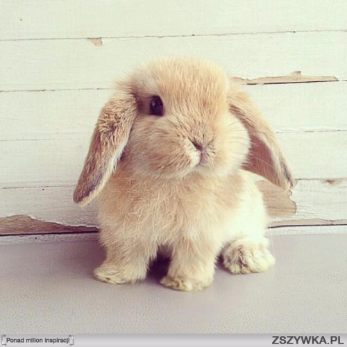 kroliczek1661