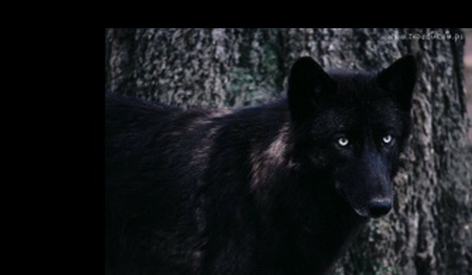 Dzień w skórze wilkomaniaczki #2