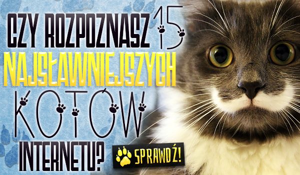 Czy rozpoznasz 15 najsławniejszych kotów internetu?