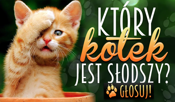 Który kotek jest słodszy?