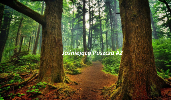 Jaśniejąca Puszcza #2