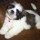 AliAliDrogaMaskaWHAT