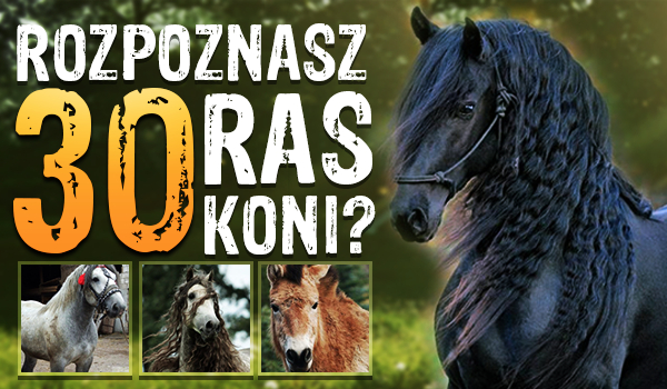 Czy rozpoznasz 30 ras koni?