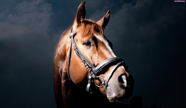 Jak dużą wiedzę posiadasz na temat koni?