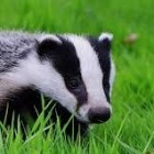 BadgerOfApocalipse