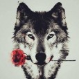 Pretty_nice_wolf