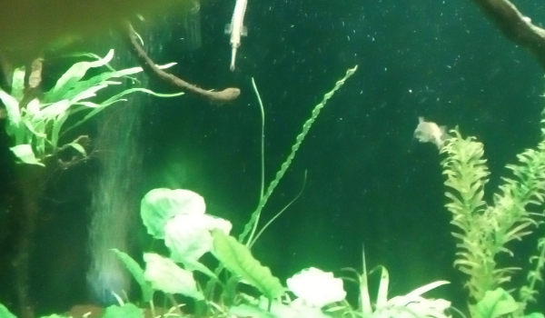 jaka ceha do ciebie pasuje