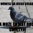 Pigeonatorsxx