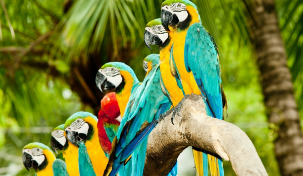 Jaką chciałbyś mieć papugę?