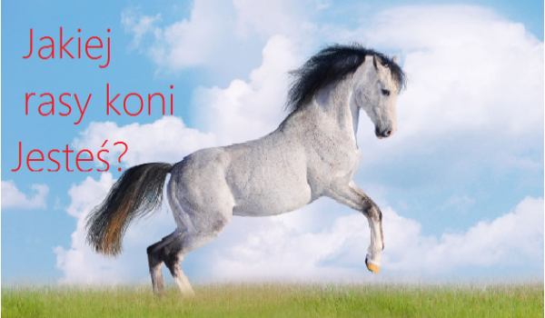 Jaką rasą koni jesteś?