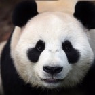 PandziaMandzia