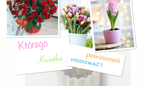 Którego kwiatka powinieneś hodować?