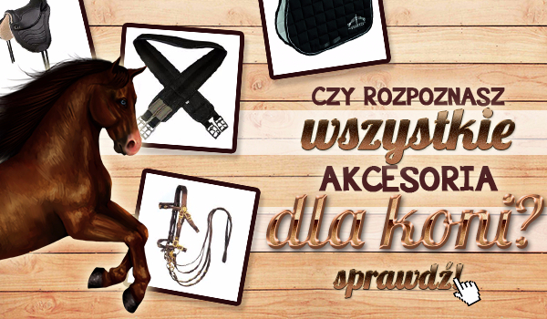 KONIE-SPRZĘT JEŹDZIECKI