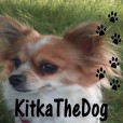 KitkaTheDog