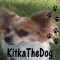 KitkaTheDog