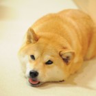 Pieselel_the_doge