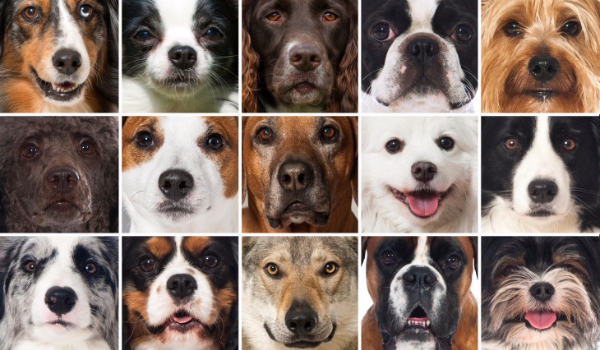 Czy odgadniesz 16 ras psów ??