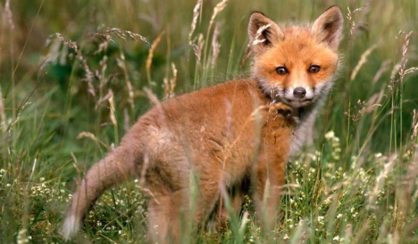 TEST- zwierzęta kontynentów