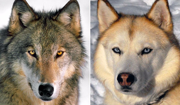Rozróżnisz psa od wilka?