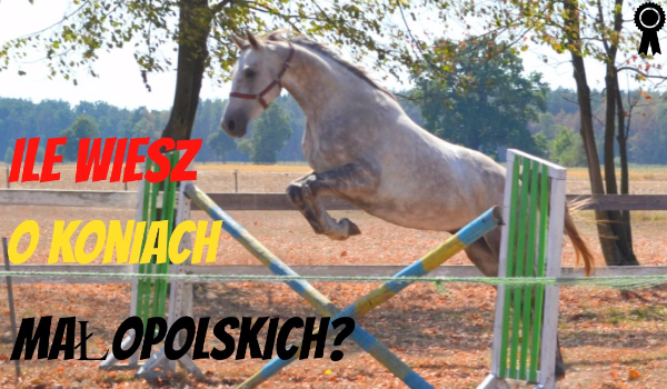 Ile wiesz o koniach małopolskich? Sprawdź!