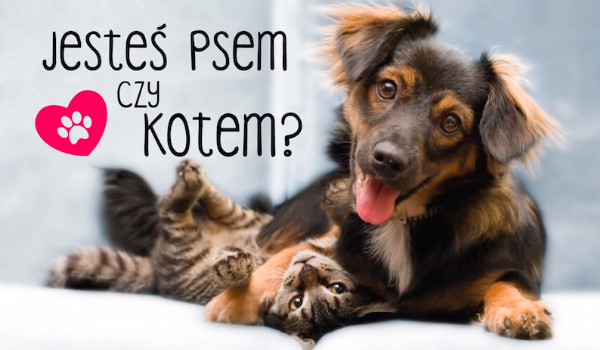 Jesteś psem czy kotem?