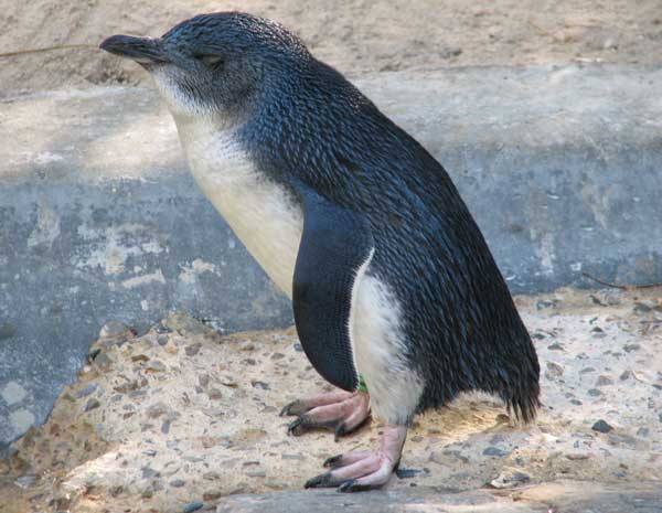Czy znasz Pingwiny??