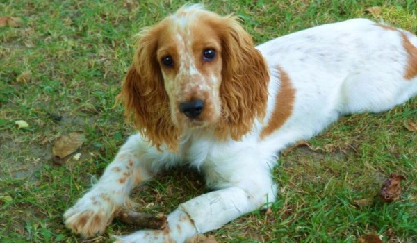 To Naprawdę Szalona Historia ,, Kto to Hycel”