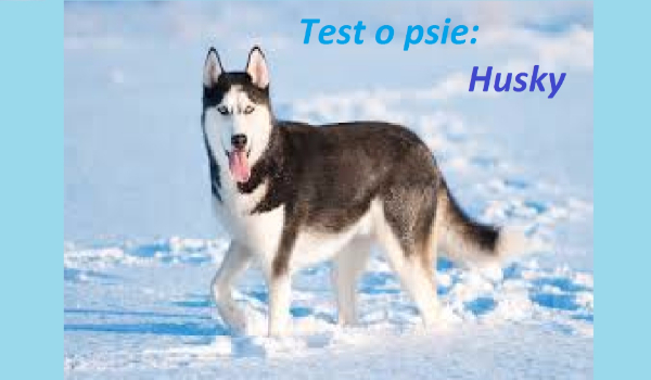 Test z serii ,,Psy Świata”: Husky Syberyjski.