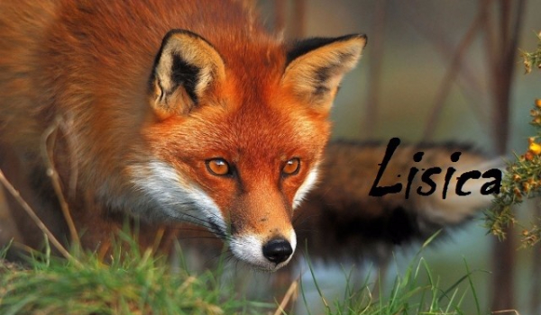 Lisica #2