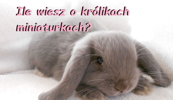 Ile wiesz o królikach miniaturkach?