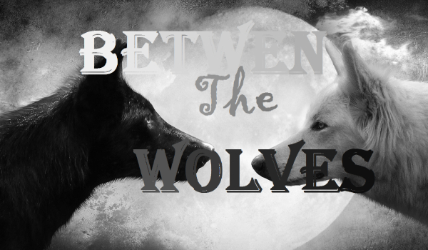 The fight between wolves – odkrycie