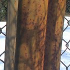 Dominisia01