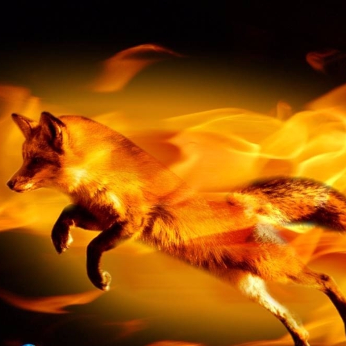 Ognista_Lisica