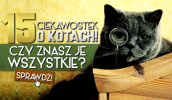 15 ciekawostek o kotach! Znasz je wszystkie?