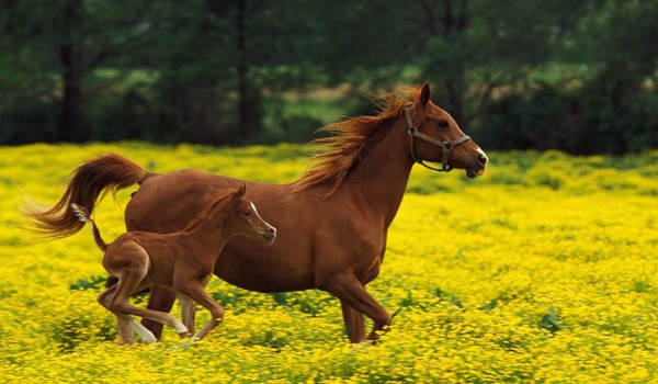 Jak dobrze znasz się na koniach?