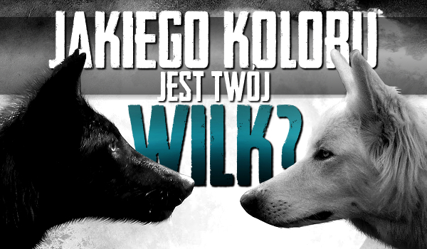 Jakiego koloru jest Twój wilk?