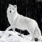 WhiteAlpha