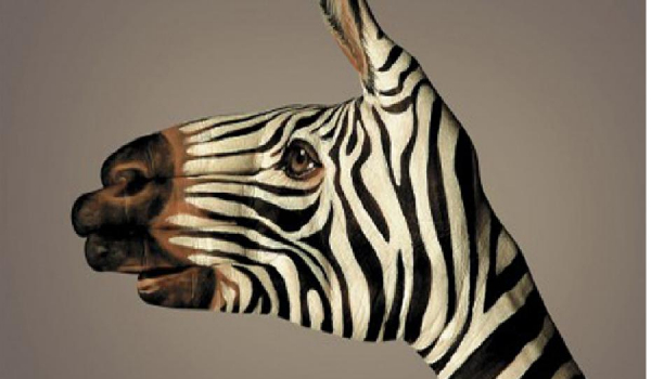 KTO JEST WŁAŚCICIELEM ZEBRY?