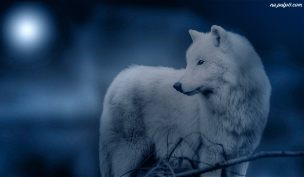 Historia Białego Wilka #1