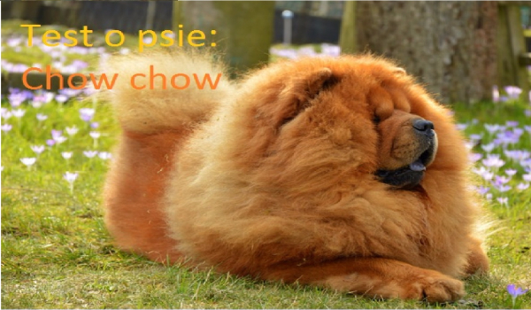 Test z serii ,,Psy Świata”: Chow chow.