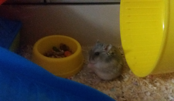 Jakim gryzoniem jesteś