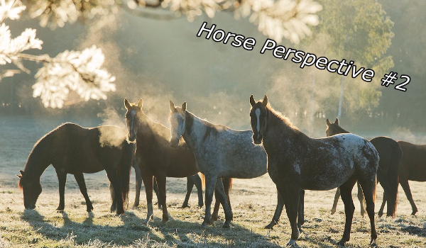 Horse perspective #2