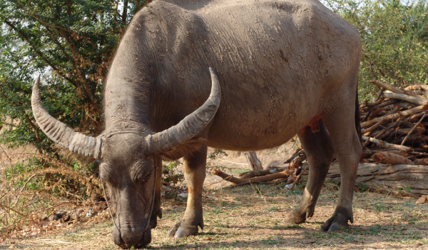 Czy jestes debilem ?