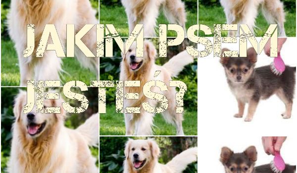Jakim psem jesteś?