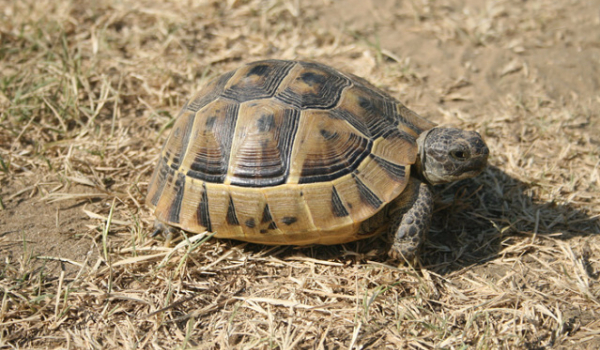 Co wiesz o żółwiach lądowych?