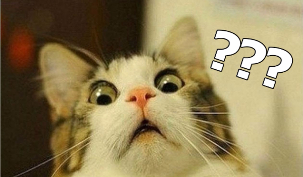 Co do Ciebie mówi twój kot?