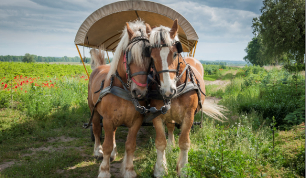 Sprawdź jaka będzie twoja stadnina koni!