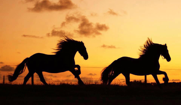 Moje jeździectwo #2