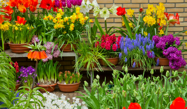 Jakie kwiaty powinieneś zasadzić w swoim ogrodzie?