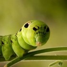 Larva
